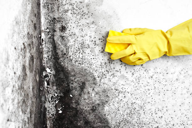 Best Biohazard Mold Removal  in Camas, WA